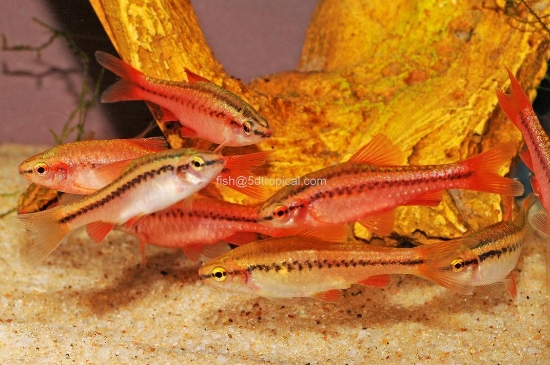 Picture of CHERRY BARB LG(MALE)-    