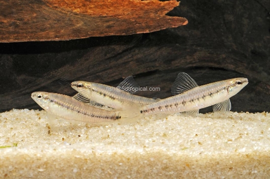 Picture of HUMMINGBIRD TETRA-WW     