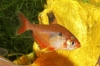 Picture of TETRA-SERPAE (FL)        