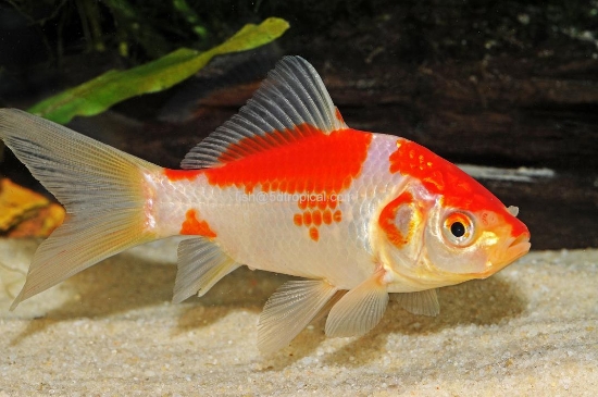 Picture of SARASA COMET 3-4"        