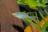 Picture of RAINBOWFISH-FEATHERFIN (THREADFIN) 1.5-2"-     