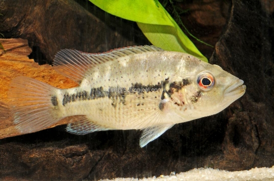 Picture of DOVII SM (FL)            