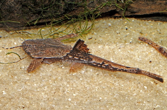Picture of SOUTH AMERICAN-BANJO CAT          