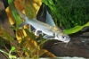 Picture of SOUTH AMERICAN CATFISH- COLOMBIAN SHARK 