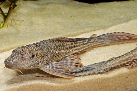 Picture of 7-7.5" PLECO-            