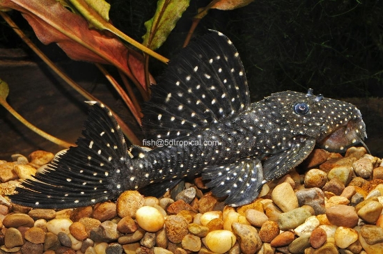 Picture of L240 GALAXIAS-W.W.       