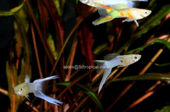 Picture of AST LT MALE GUPPY        