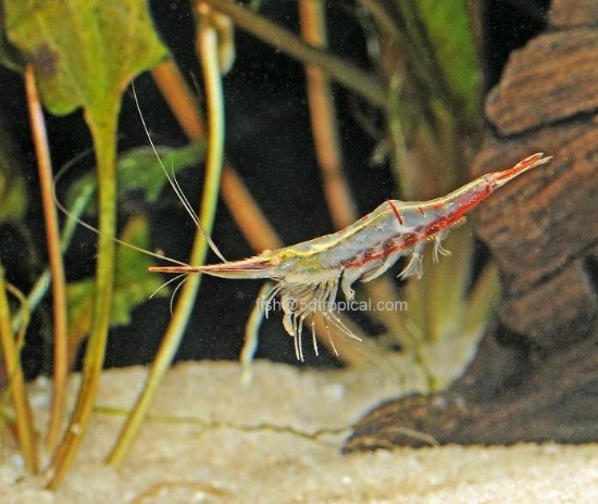 Picture of PINOCCHIO SHRIMP-W.W.    