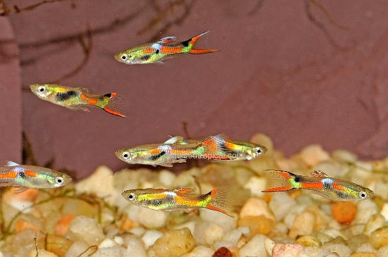 Picture of ENDLER GUPPY MALE-WW     