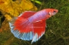 Picture of BETTA-HALFMOON MALE       