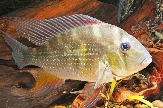 Picture of HECKELLI 4"              