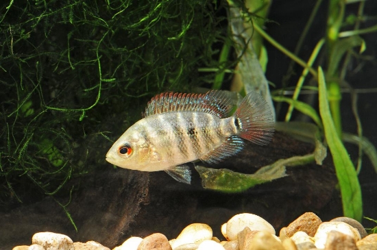 Picture of LYONSI CICHLID MD        