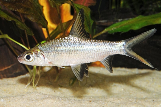 Picture of BALA SHRK LRG            