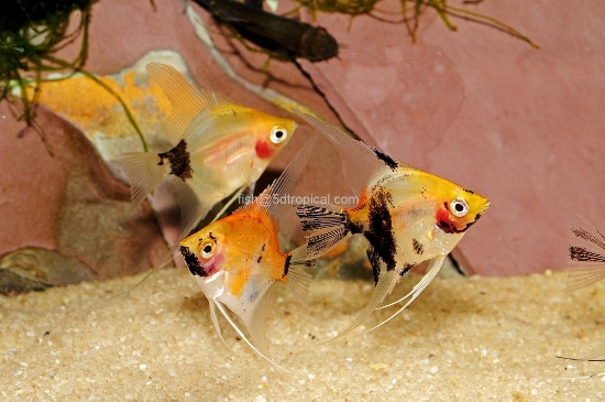 Picture of ANGEL-KOI REG          