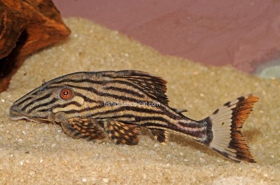 Picture of ROYAL PLEC LG-W.W.       