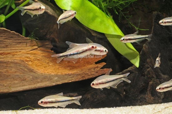 Picture of RAINBOW TETRA-W.W.       