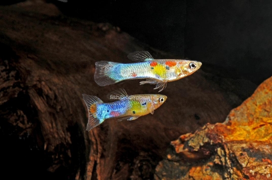 Picture of JAPANESE BLUE MALE GUPPY 