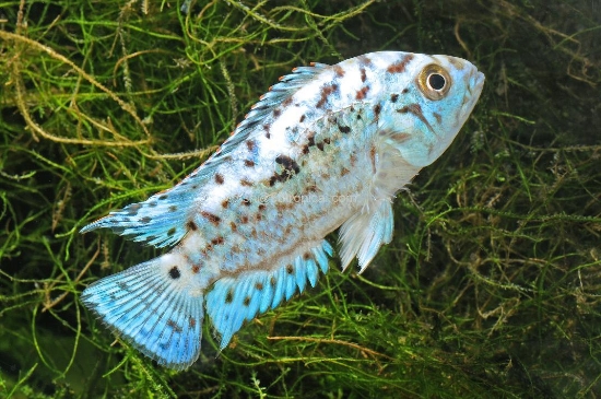 Picture of EB JACK DEMPSY 2.5-3"    