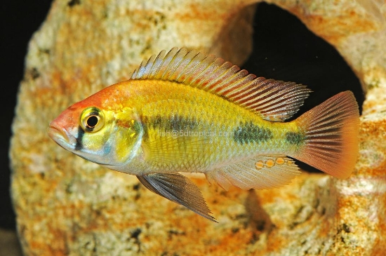 Picture of HAP RUBY GREEN RG(VICTORI