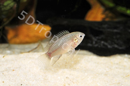 Picture of APISTO BORELLI-WW        