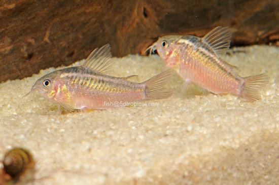 Picture of ELEGAN CORY-W.W.-        