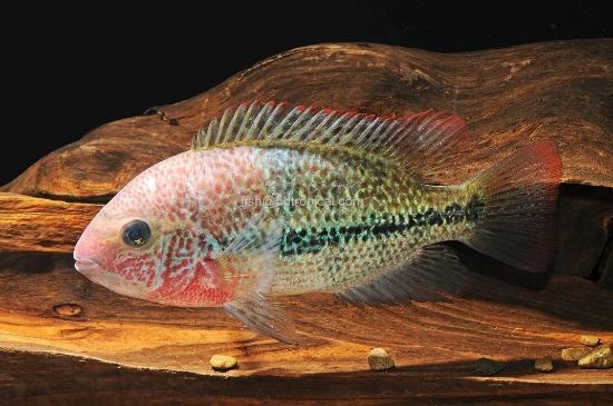 Picture of C.FENESTRATUS 4"         