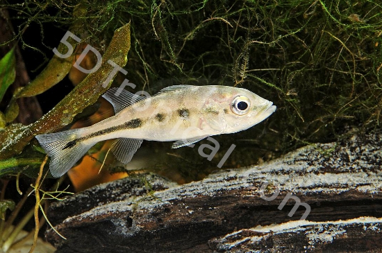 Picture of CICHLID-PEACOCK BASS-(NO FL)       