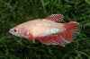 Picture of BETTA-HALFMOON FEMALE  