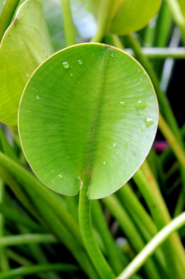 Picture of WATER POPPY              