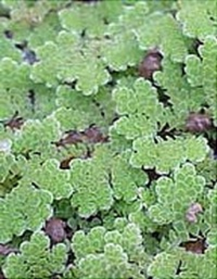 Picture of AZOLLA 1LB               