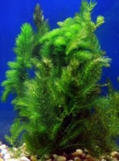 Picture of HORNWORT BULK PACK       