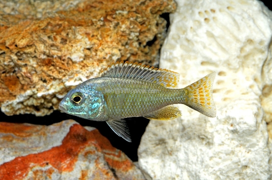 Picture of RHODESII MD              