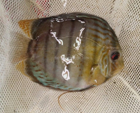 Picture of GRN DISCUS LG-           