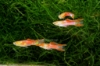 Picture of GUPPY-RED ENDLER MALE 