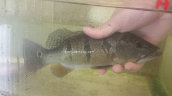 Picture of PEACOCK BASS 6-7"-W.W.   