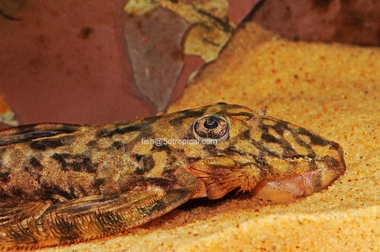 Picture of L52 BUTRFLY SM PLECO-    