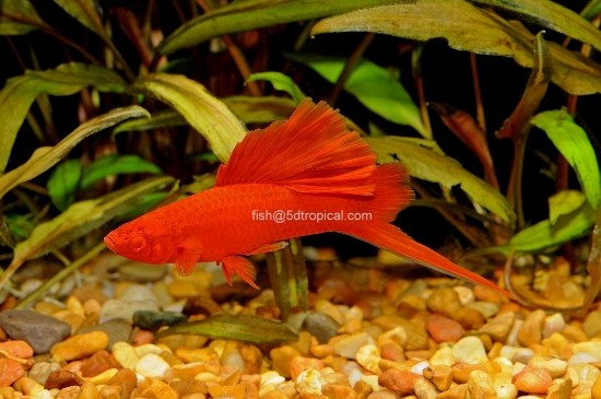 Picture of SWORDTAILS-RED FIRECRACKER (IMPORT)   