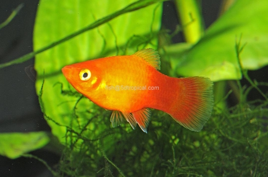Picture of SUNSET PLATY XL          