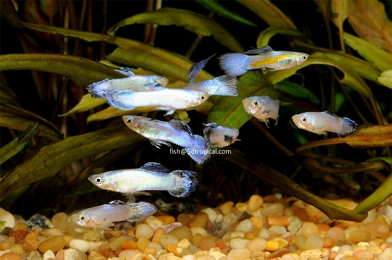 Picture of GUPPY-PURPLE LUMINOUS MALE