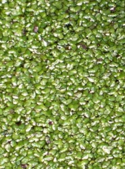 Picture of DUCKWEED POUND           