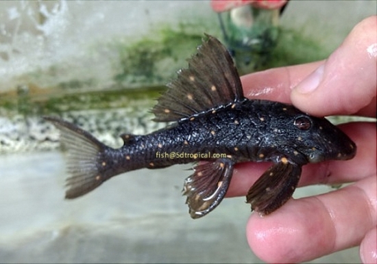 Picture of LDA-31 MUSTARD PLECO-    