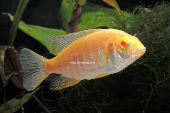 Picture of AL SUNSHNE PCK MD MALE   