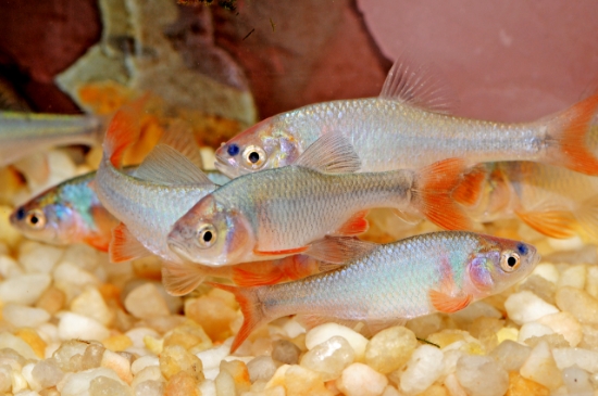 Picture of MISC-RAINBOW DACE             