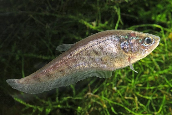 Picture of CLOWN KNIFE 4-5"         