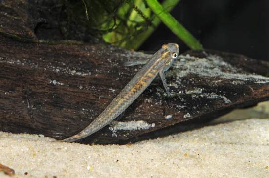 Picture of FAR EAST- BLUE GOBY- STIPHODON SP.            