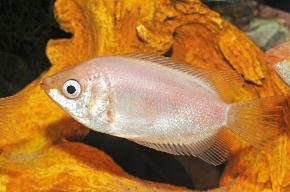 Picture for category Gouramis