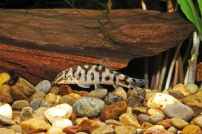 Picture for category Botias &amp; Loaches