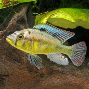 Picture for category Cichlid-Haplochromines