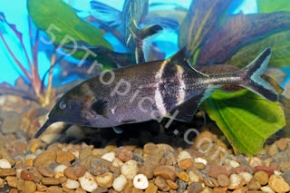 Picture for category African Fish