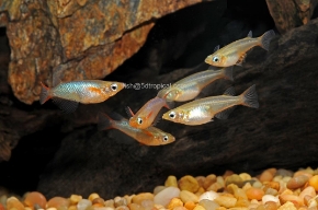 Picture for category Misc. &amp; Oddballs